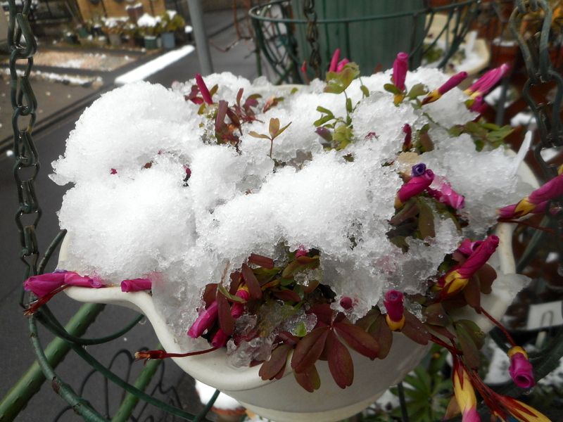 雪が積もりました⛄