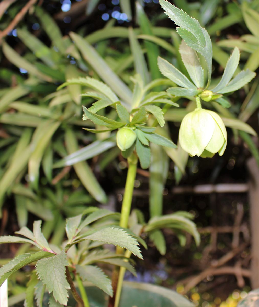 氷の薔薇が咲いた