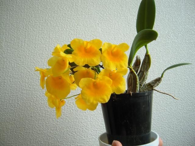 Dendrobium Ueang Phueng