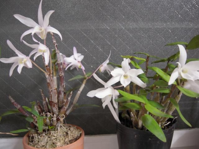 Dendrobium Ueang Phueng