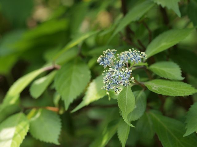 初夏の花