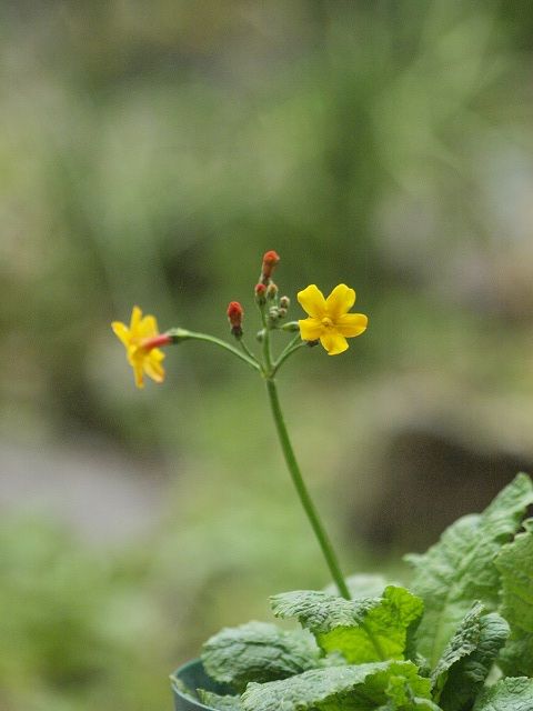 初夏の花