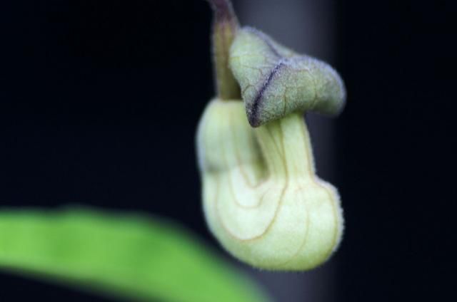 今朝の庭（地味な花）