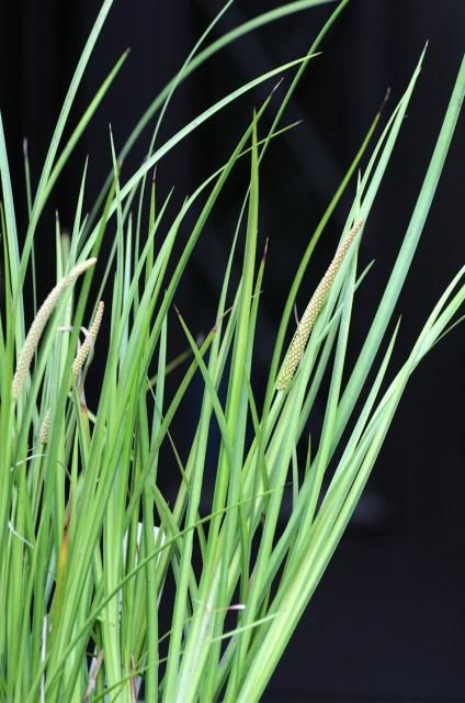 今朝の庭（地味な花）