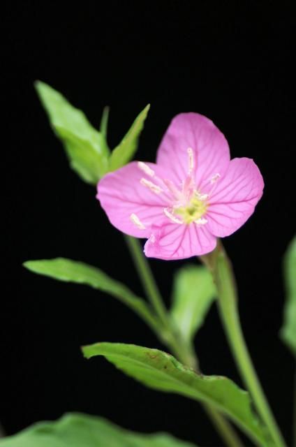 今朝の庭（地味な花）