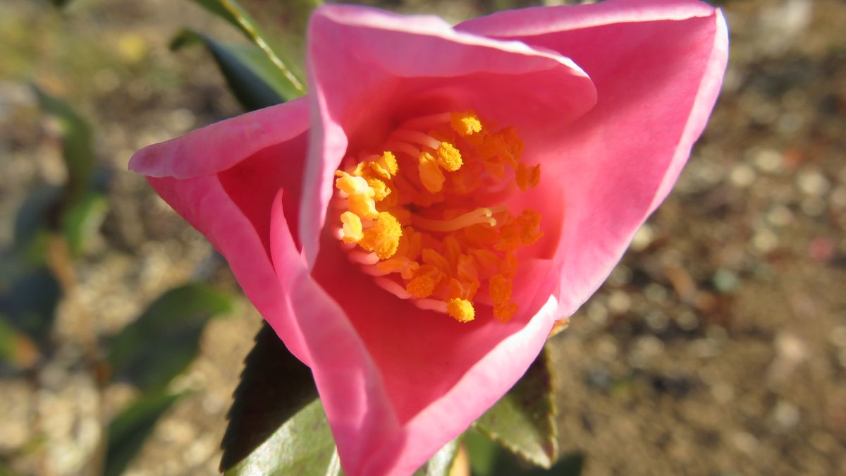 🌸庭の花🌸椿とナデシコ🌸