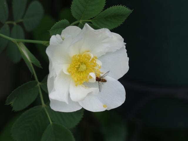 今朝の薔薇をどうぞ