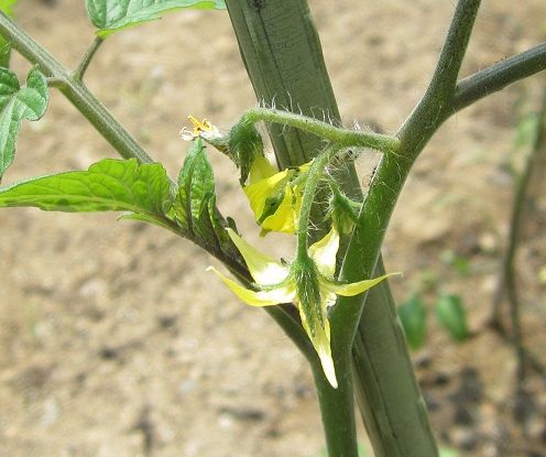 野菜の花