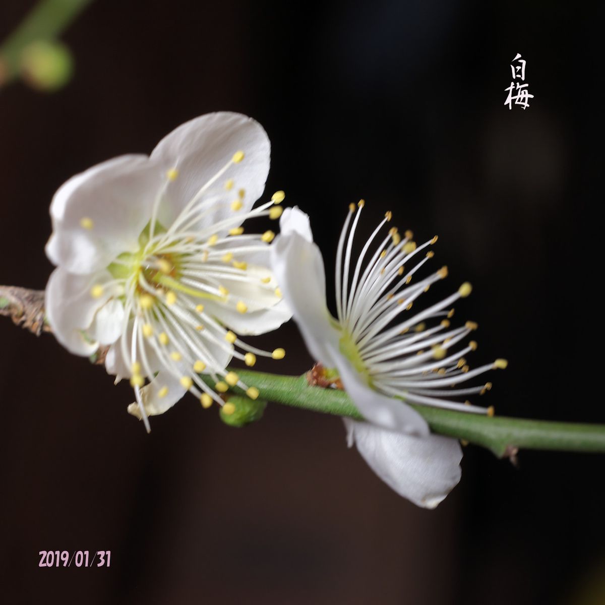 白梅・山茶花 薩摩紅開く