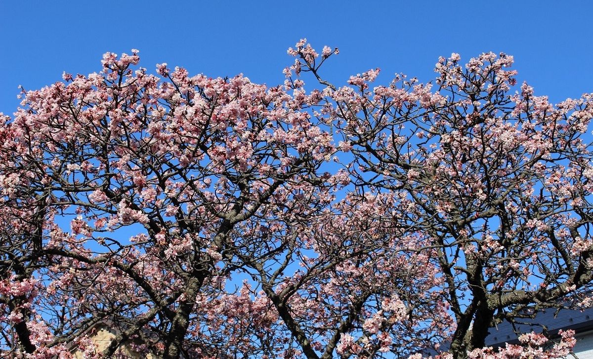 今年もお花見へ