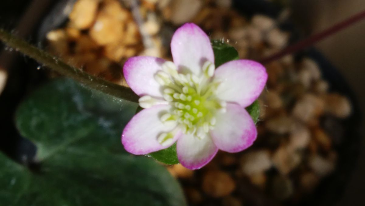 雪割草3番目～🌼