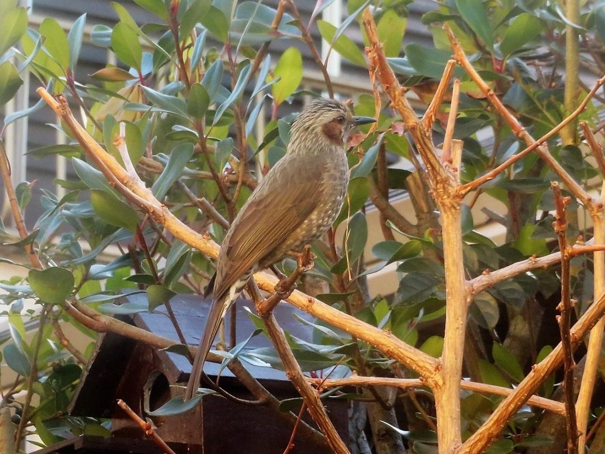 🐦ヒヨドリの飛来🐦🐦🐦