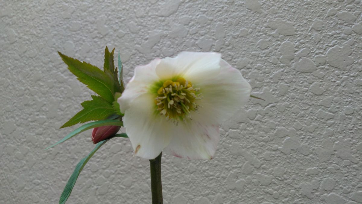 チベタヌス交配の花その後