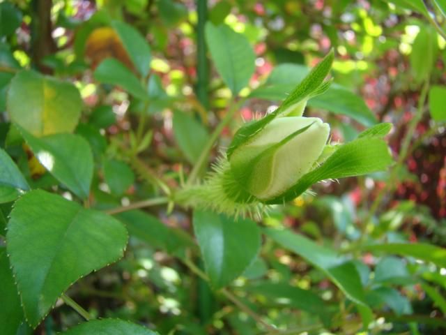 純白のナニワ野バラが咲き始めました