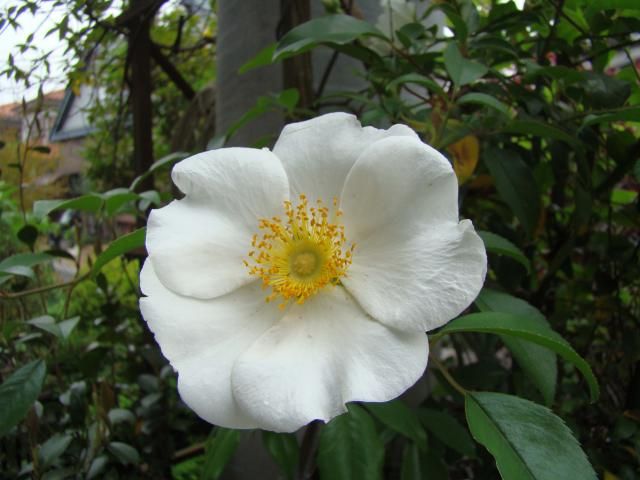 純白のナニワ野バラが咲き始めました