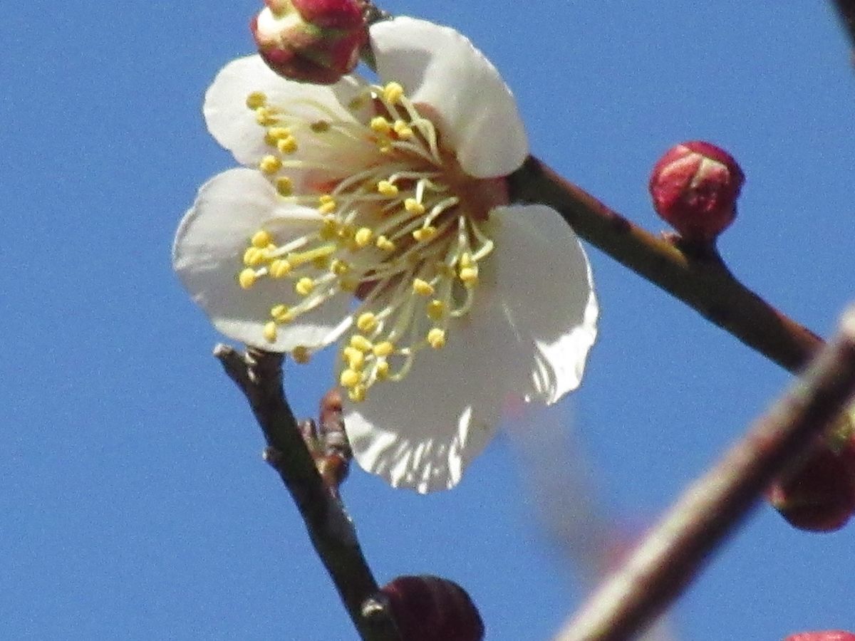 由愛(ゆめ)の花日記♪