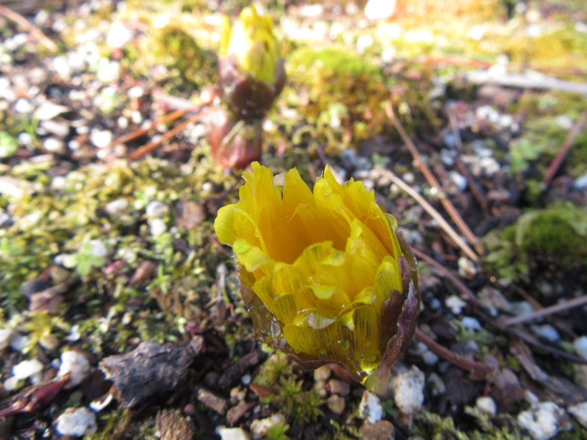 すんのかい？…せんのかい（開花のお話）！