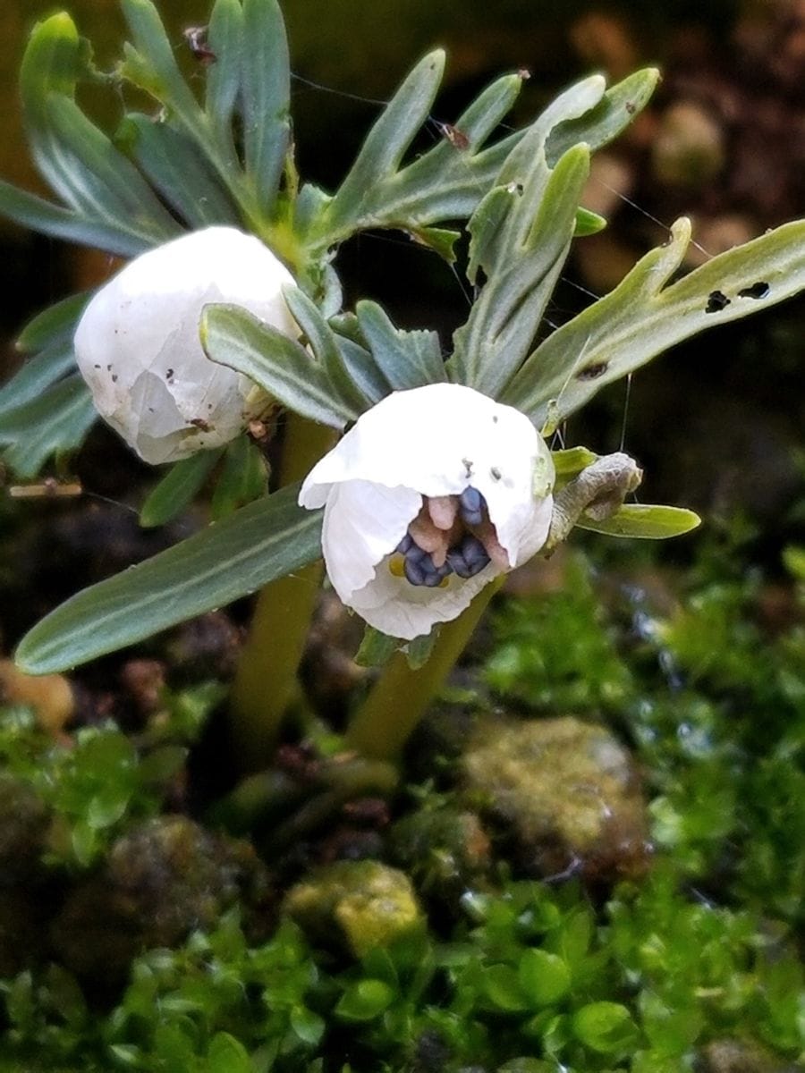 節分に咲いた「節分草」