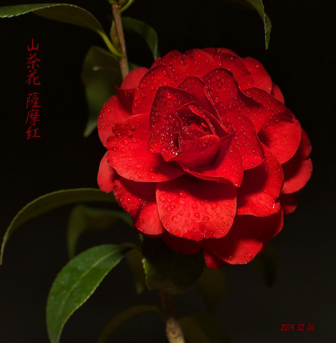 山茶花 薩摩紅開花