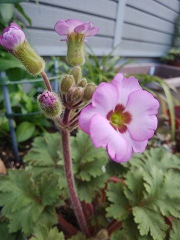 雲南サクラソウ開花