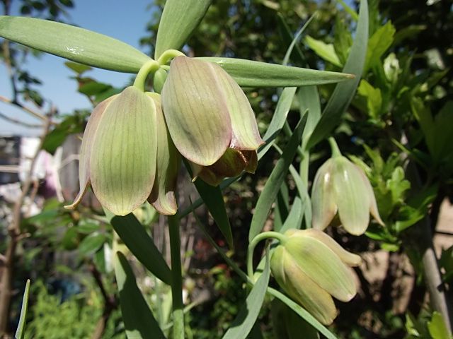 静かに散るお花達