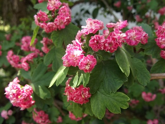 静かに散るお花達