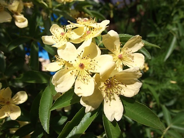 静かに散るお花達