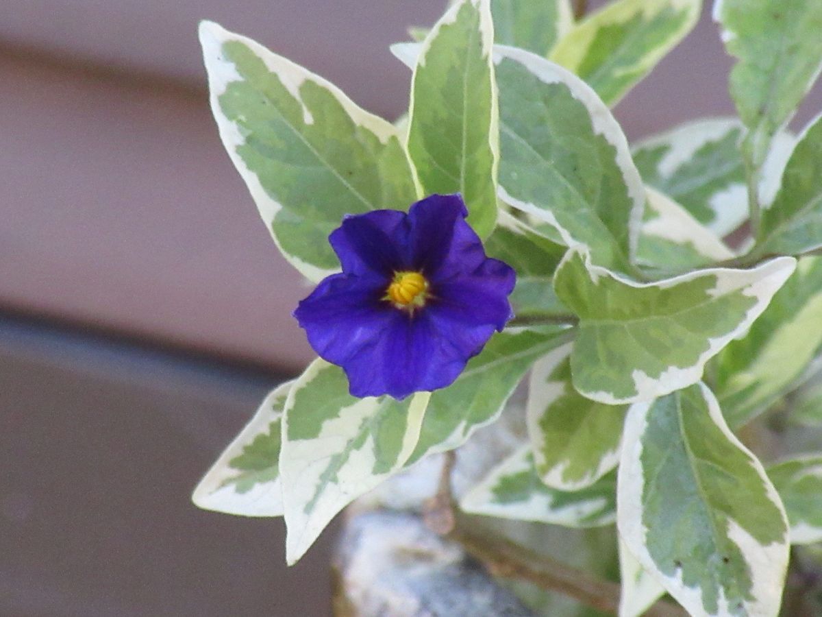 由愛(ゆめ)の花日記♪