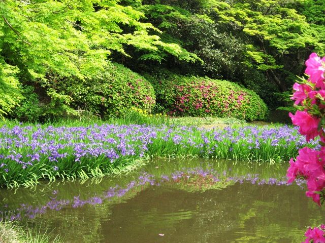 奈良で出会ったお花