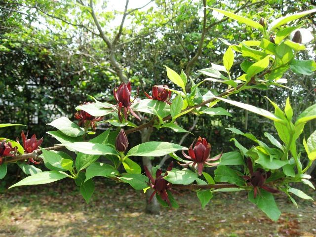 奈良で出会ったお花