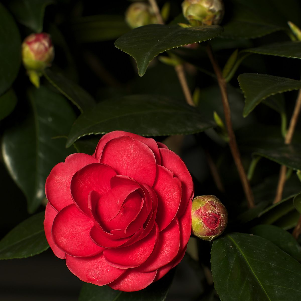 薔薇風山茶花 決め構図(^^;)