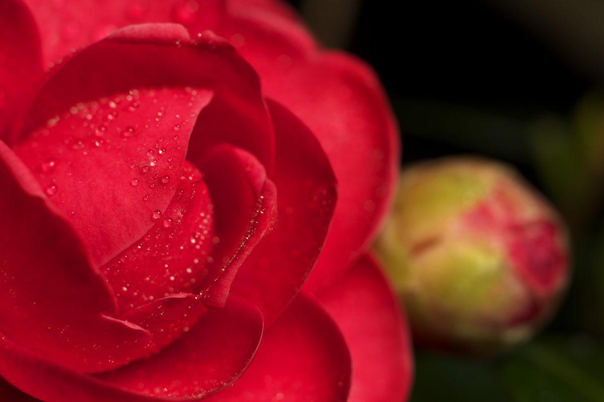 薔薇風山茶花 決め構図(^^;)