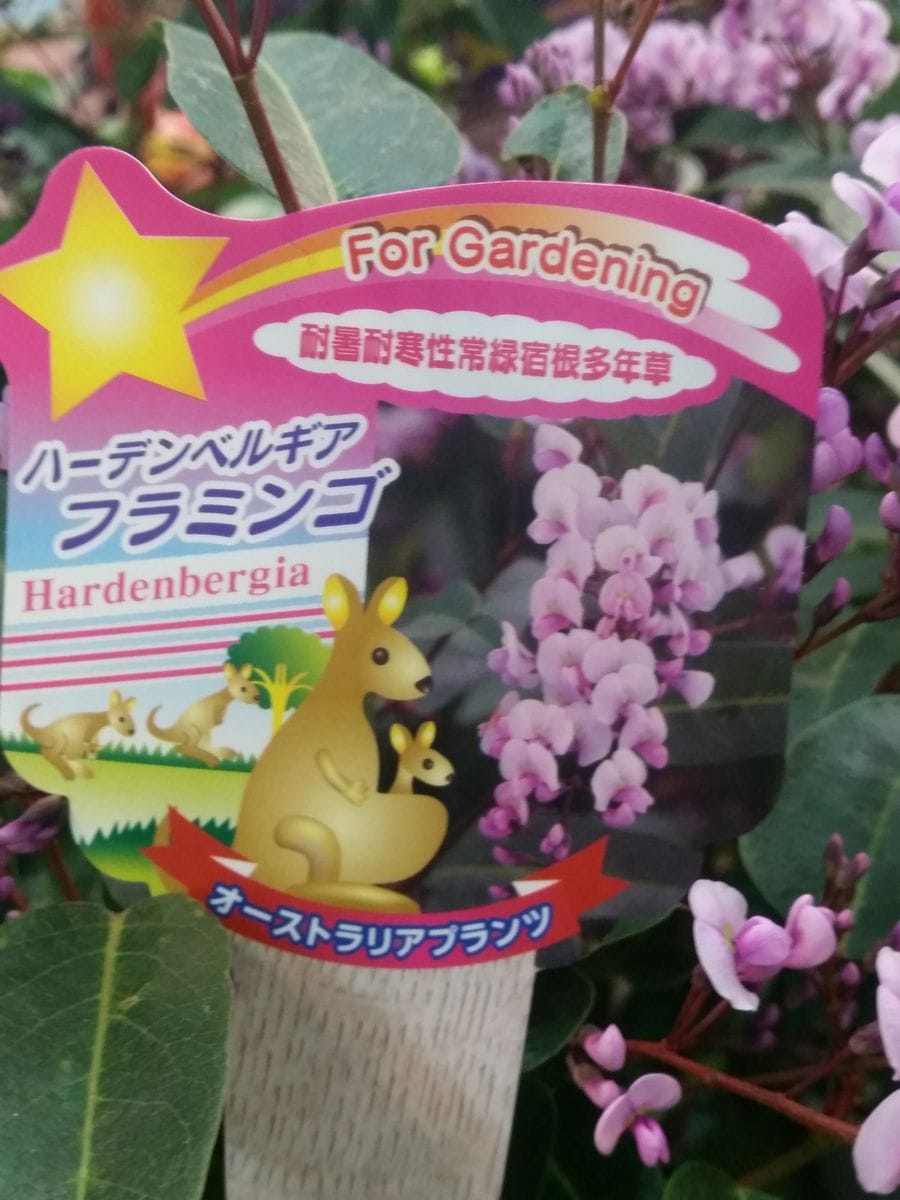 ハーデンベルギア フラミンゴ 園芸日記by金子 明人 みんなの趣味の園芸