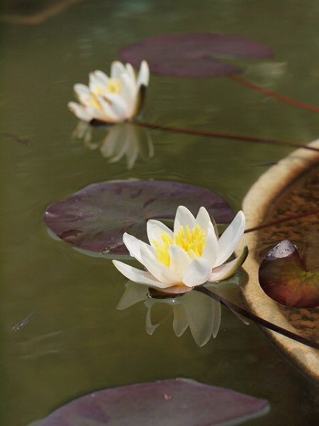 水の妖精