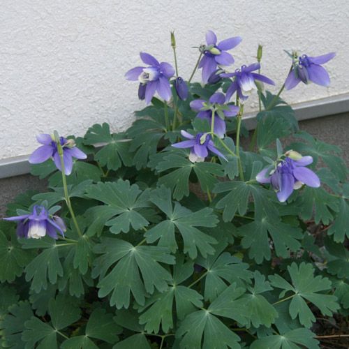 雑草オダマキの開花