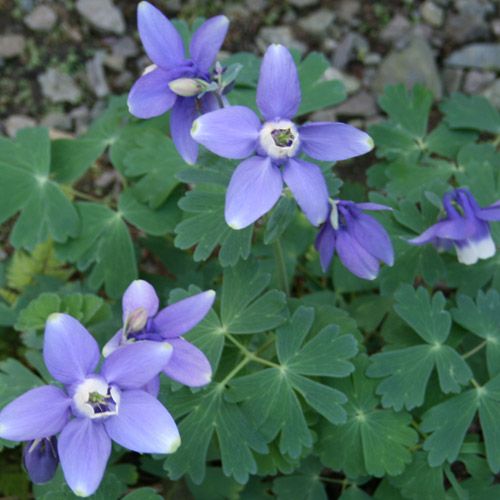 雑草オダマキの開花