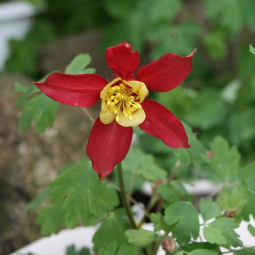 雑草オダマキの開花