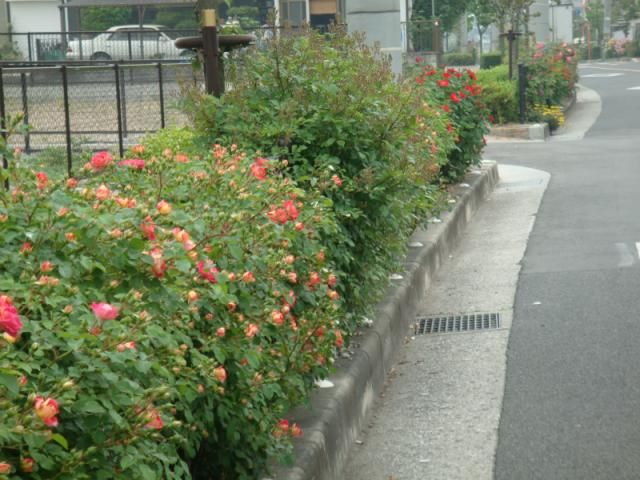 通勤路の両側は薔薇・バラ・ばら