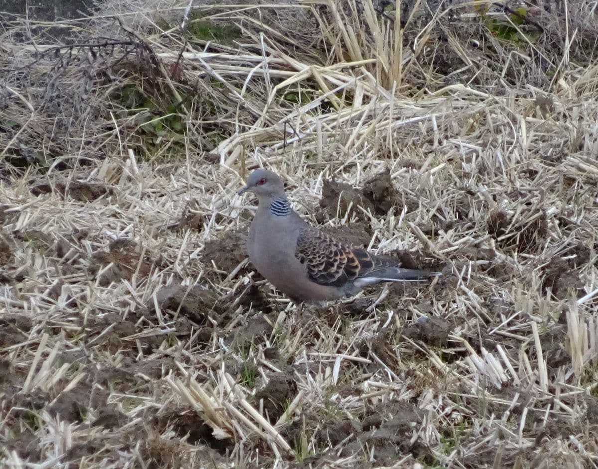 こんなところにコガネムシ（虫）