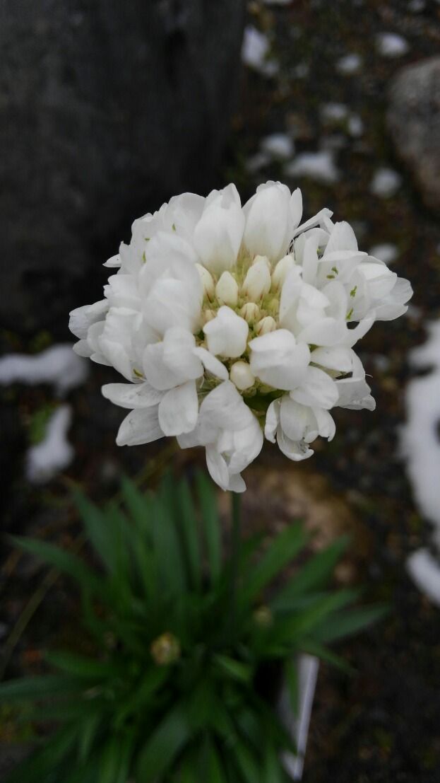 白い花に雪、、、。