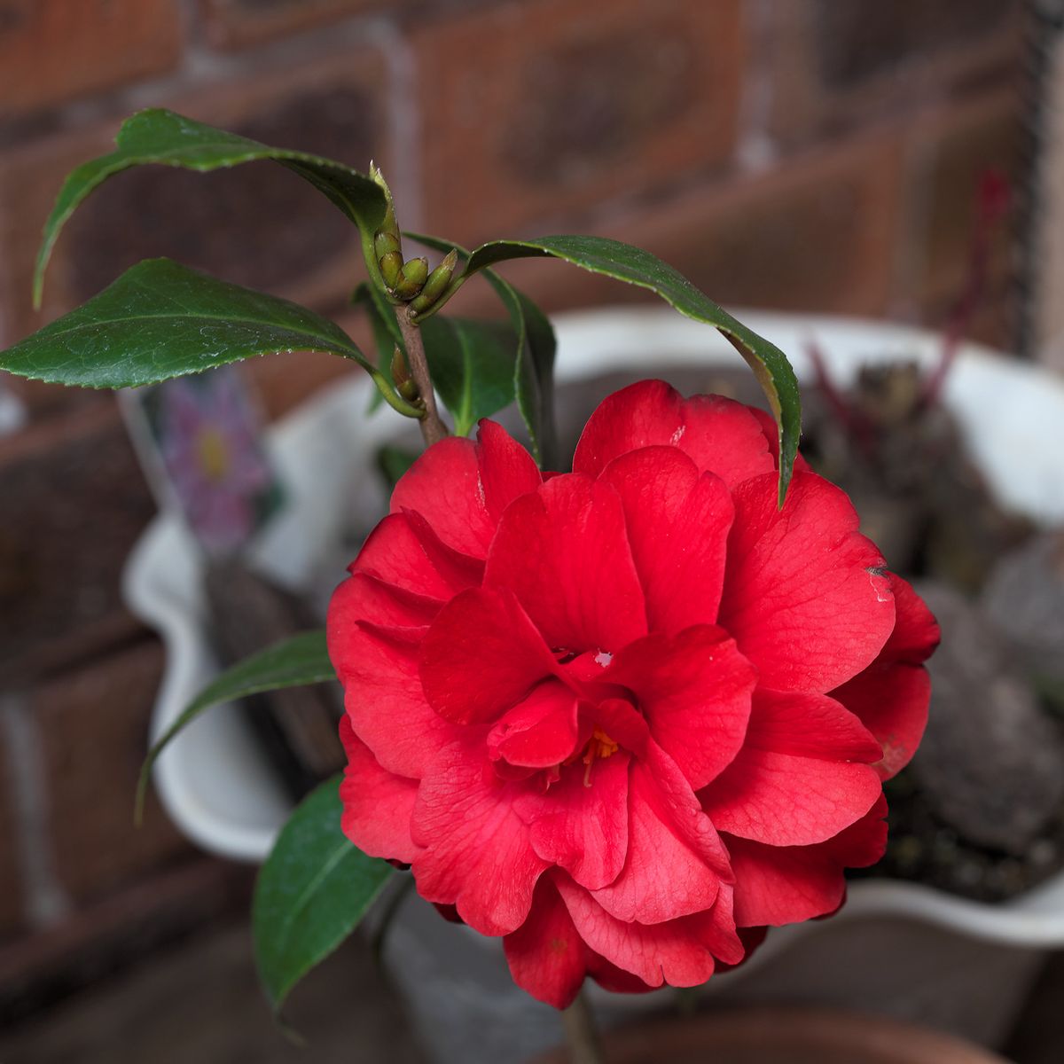 レモンの花が咲く＋おまけ