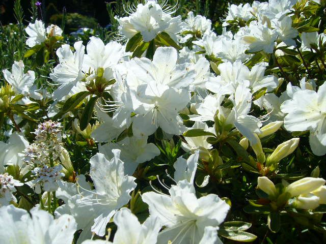 白い花たち