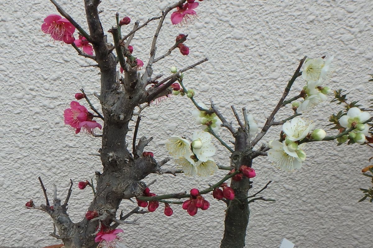 今日のお花たち（福寿草・梅）