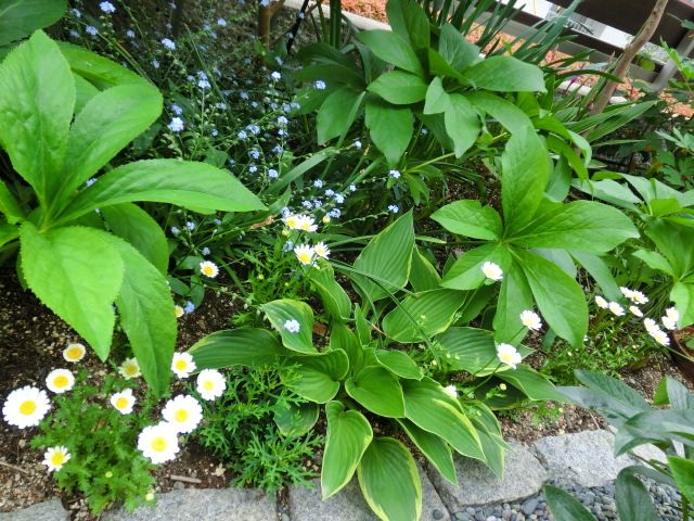 今日のお花