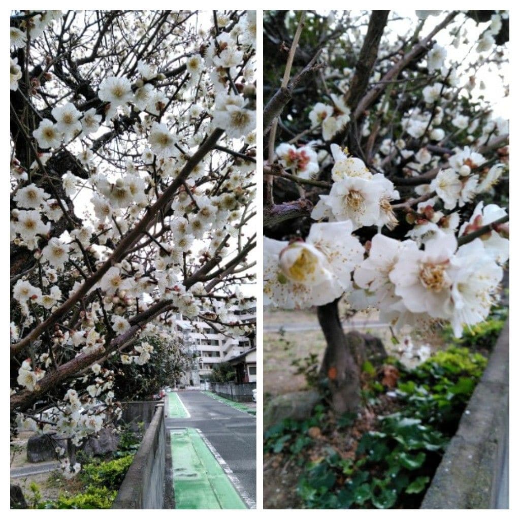 沈丁花の蕾❗