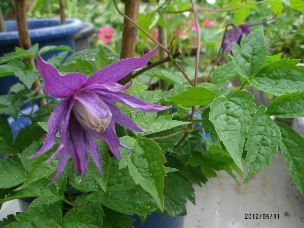 今日も花が開かない