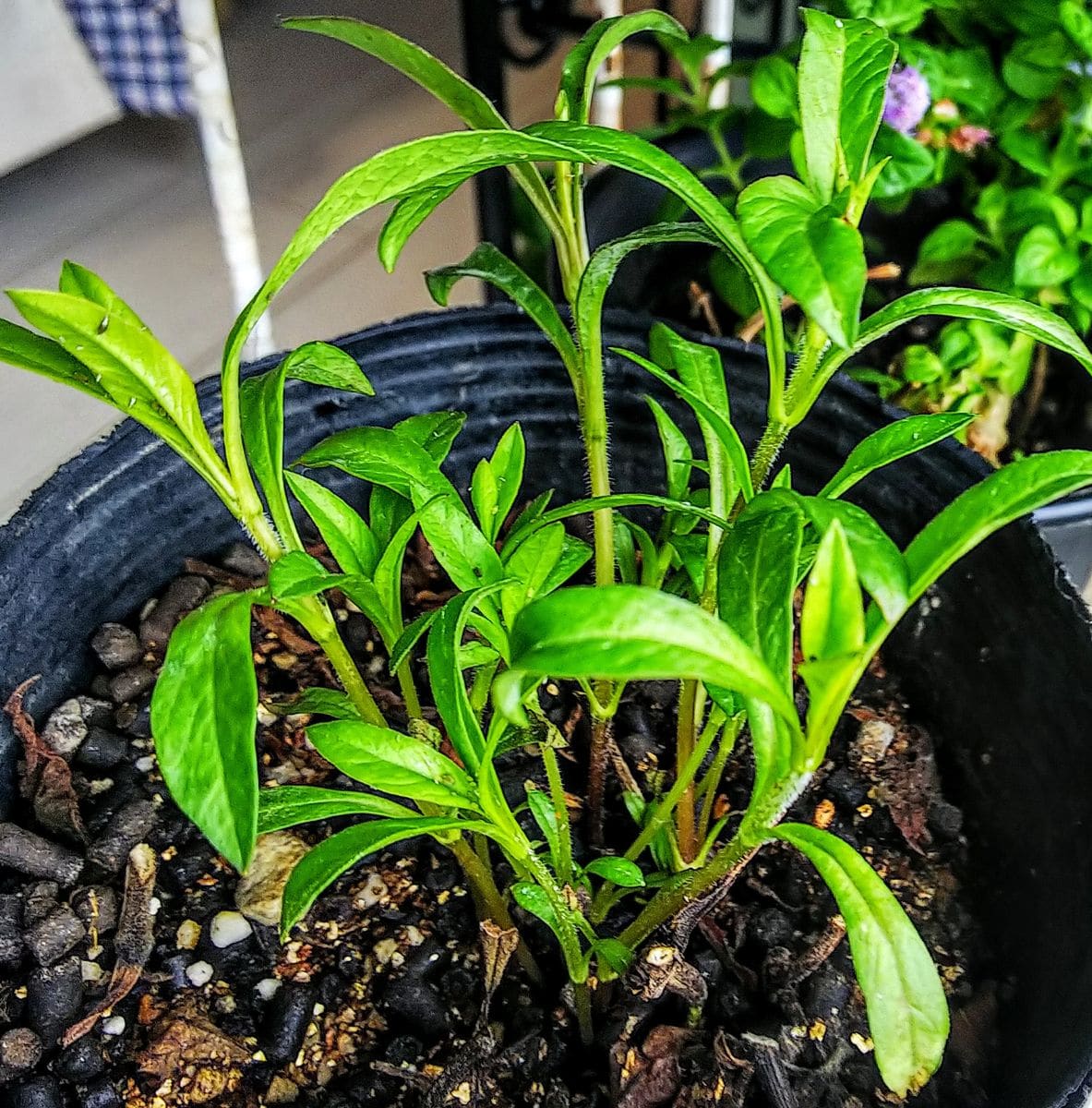 家に避難中の子に新芽が🌱