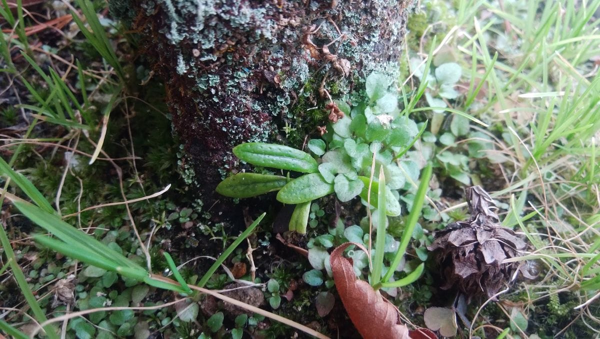 パソコンが治りました