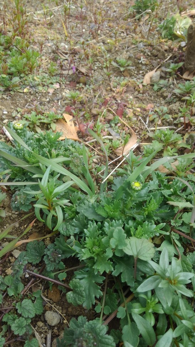 中学校の花壇のたねダンゴその後