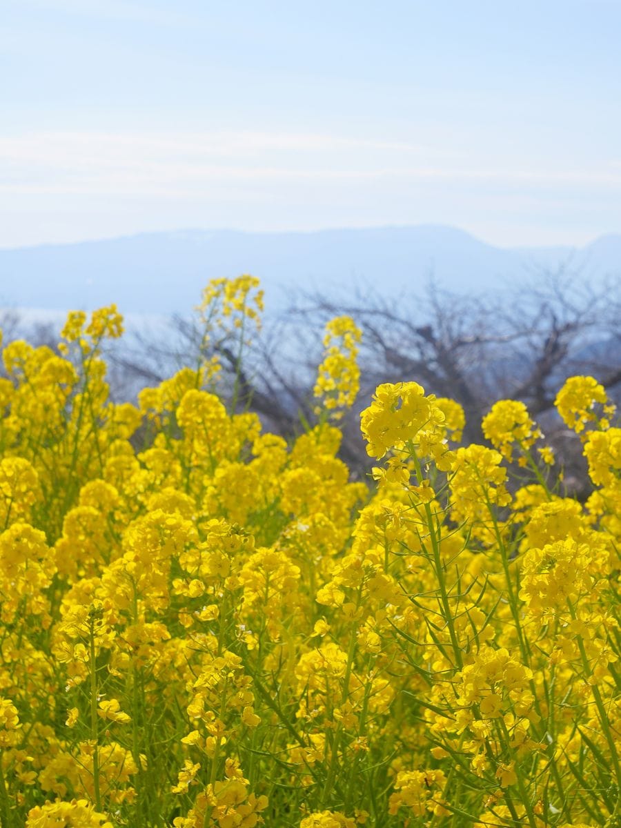 寒いので暖かい写真を